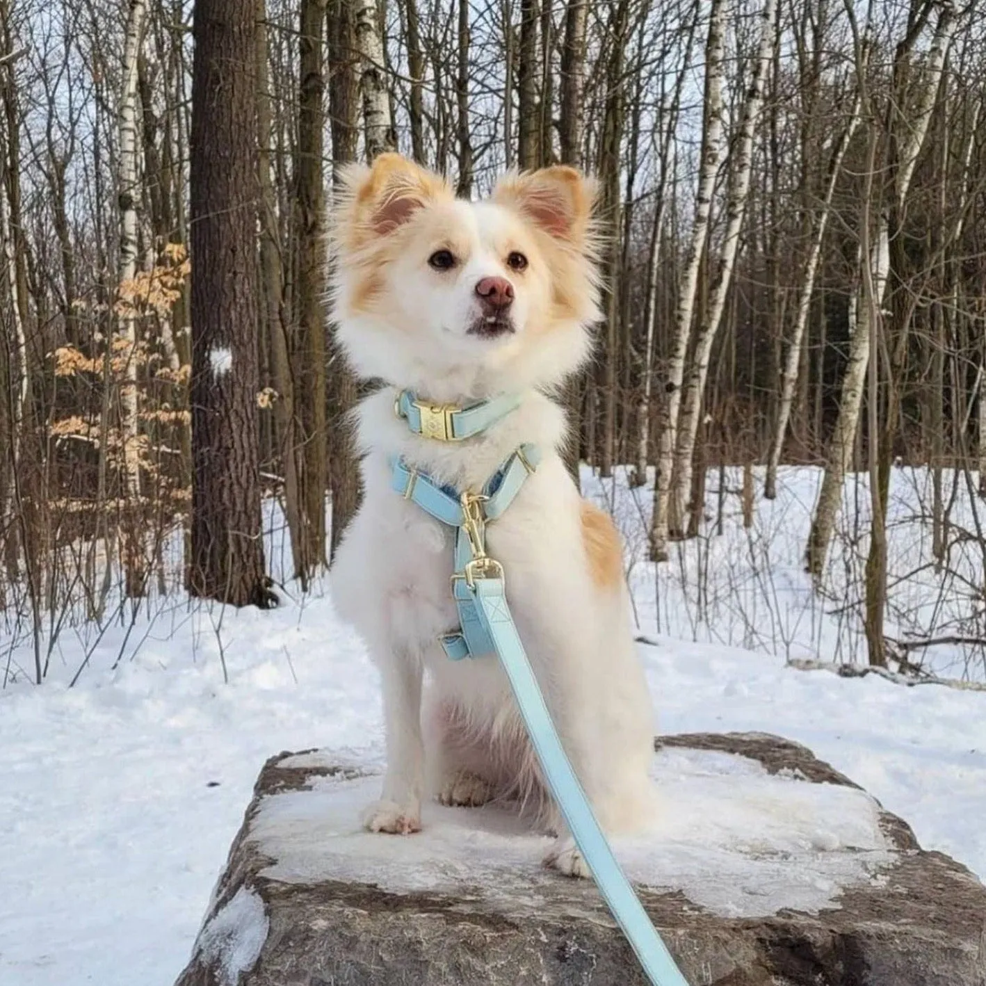 Baby Blue Harness