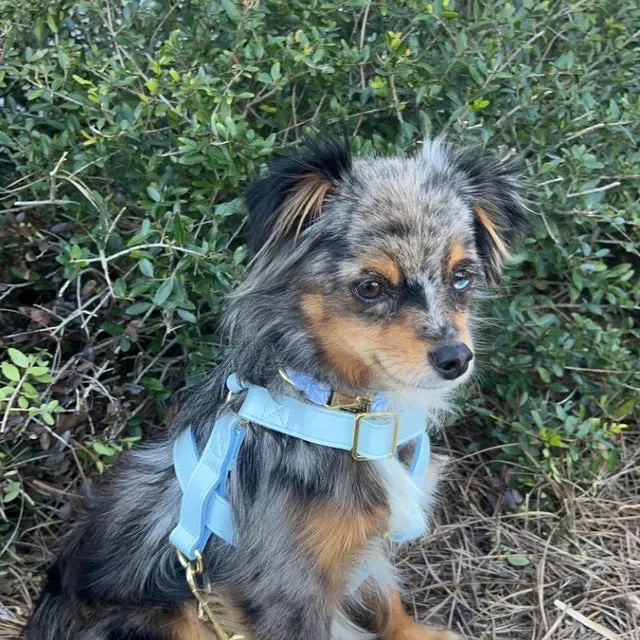 Baby Blue Harness