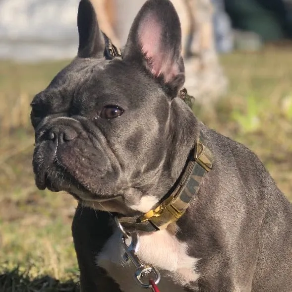 Camo Collar