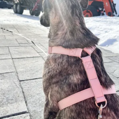 Candy Pink Harness