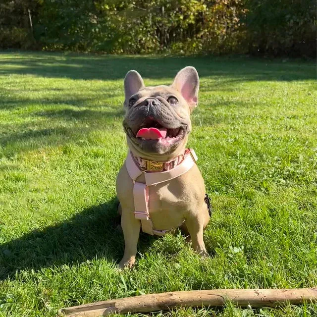 Candy Pink Harness