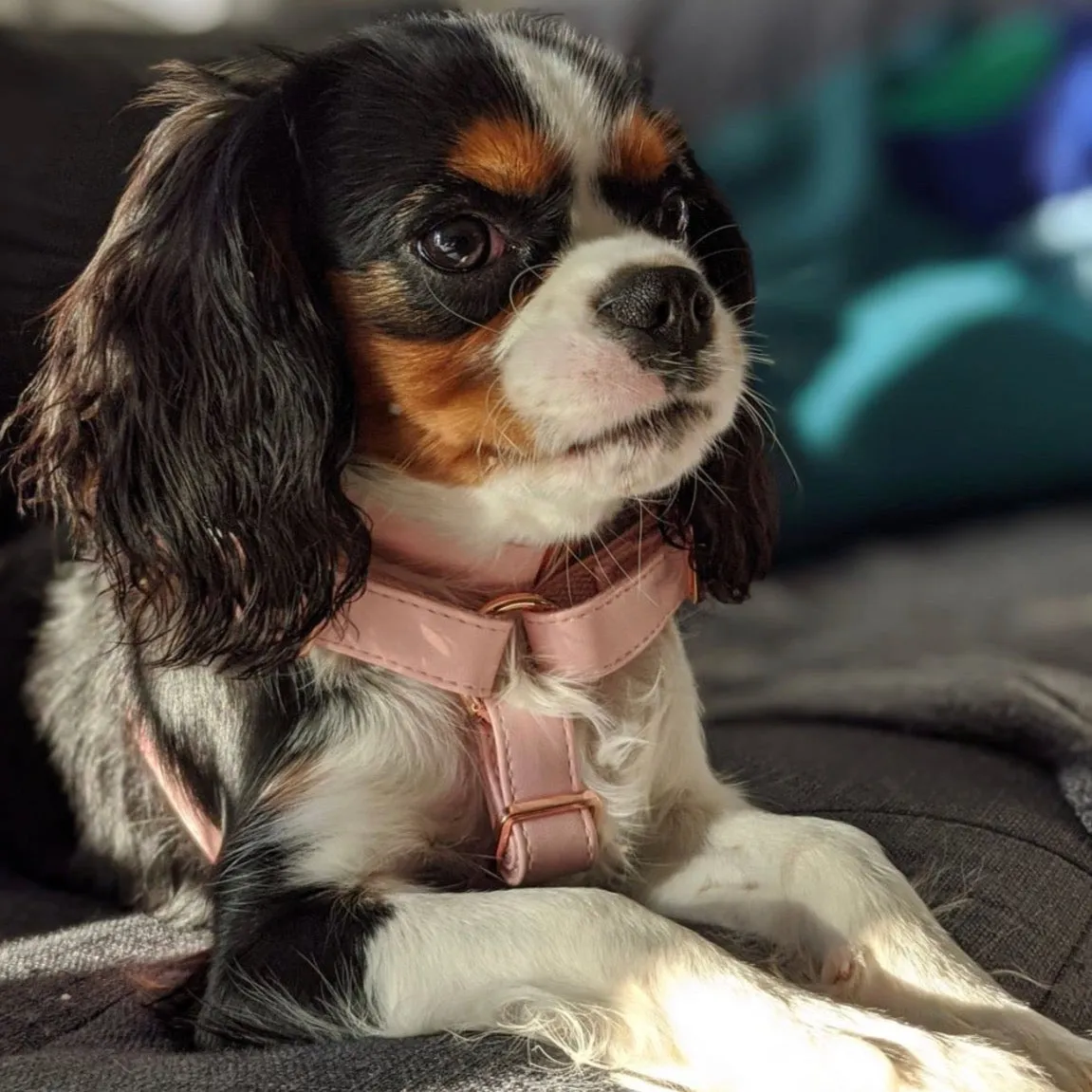 Candy Pink Harness