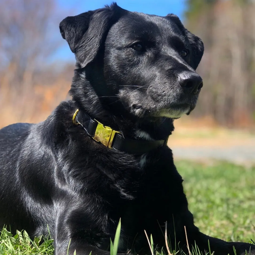 Dark Knight Gold Collar