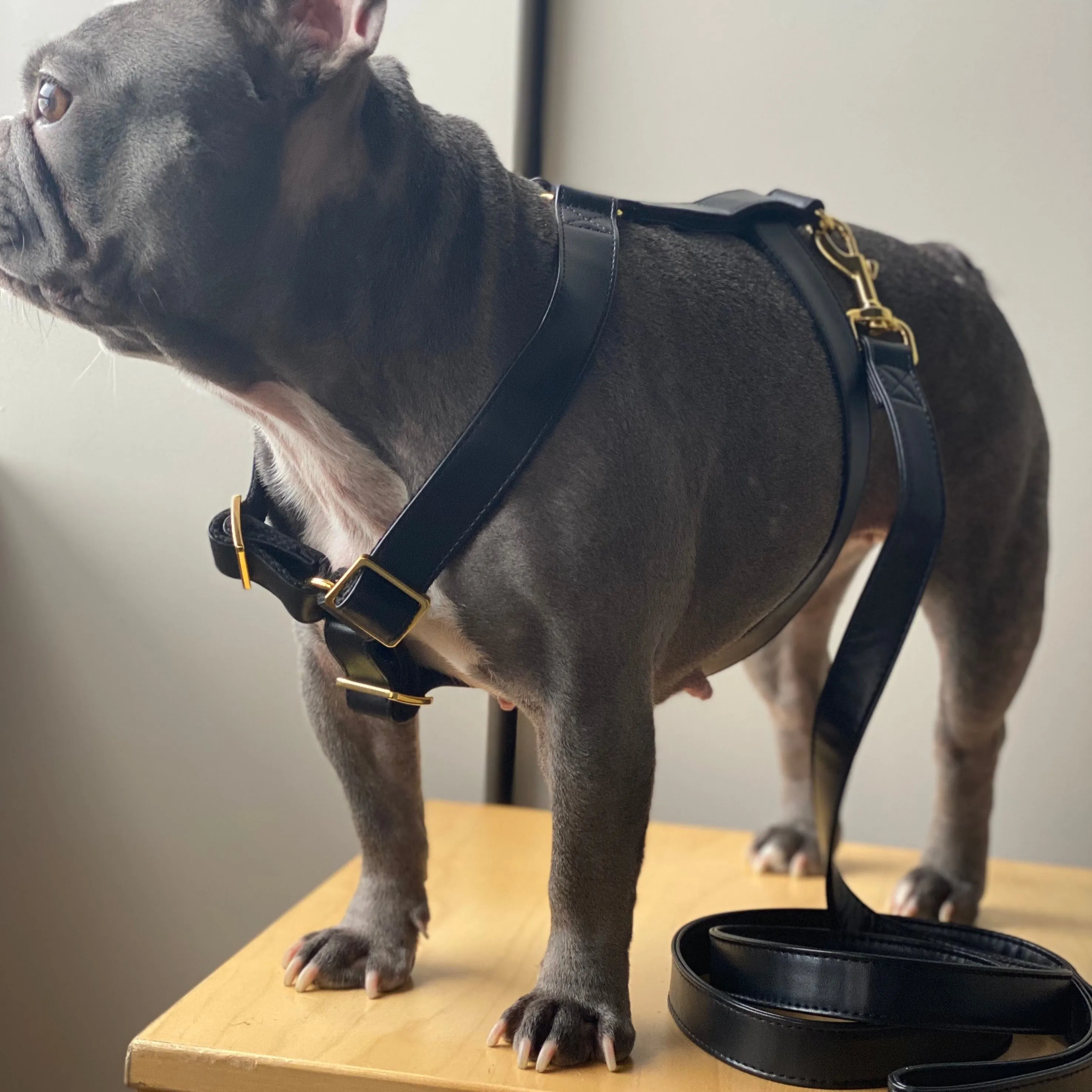 Dark Knight Gold Leash & Harness Set