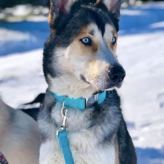 Icy Blue Collar & Leash Set