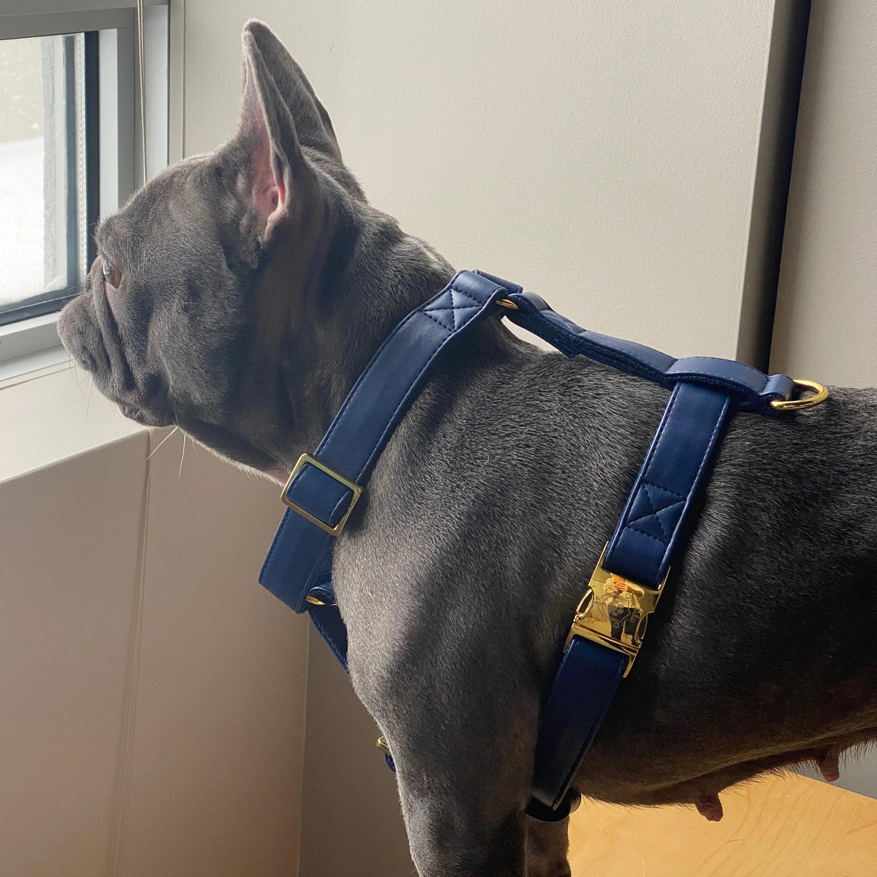 Royal Blue Harness