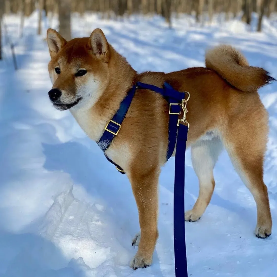 Royal Blue Harness