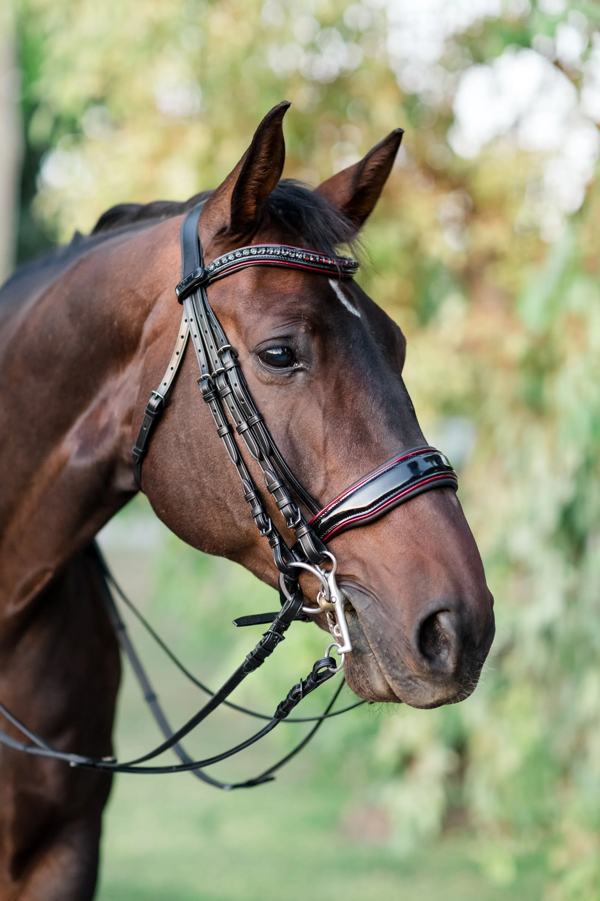 The Hayworth Double - Black Patent Double Bridle with Burgundy Patent Piping