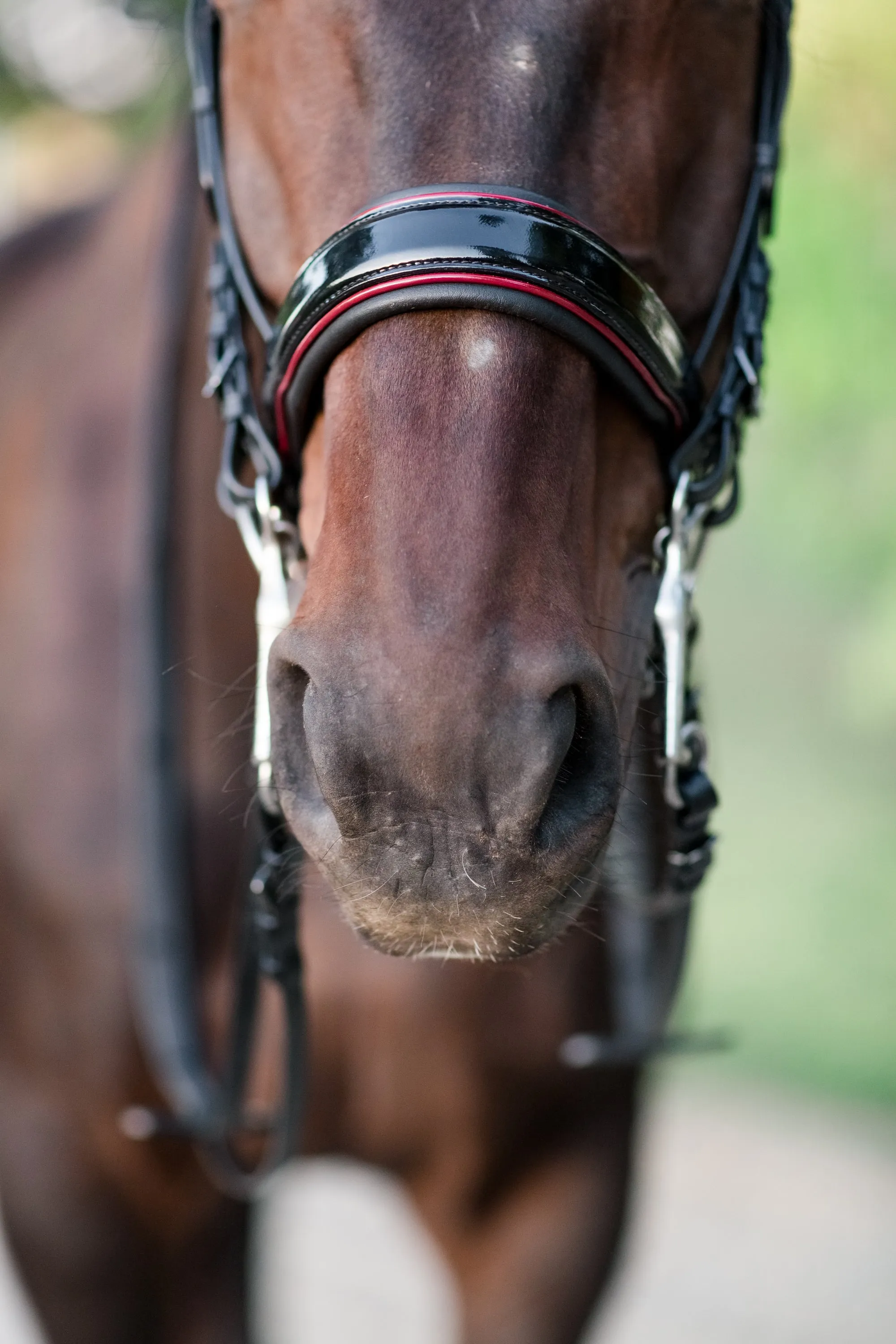 The Hayworth Double - Black Patent Double Bridle with Burgundy Patent Piping